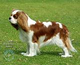 Cavalier King Charles Spaniel 9J001D-06